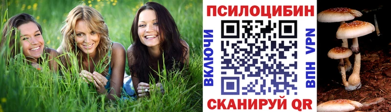 kraken вход  Пятигорск  Псилоцибиновые грибы мухоморы 